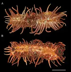 Oneirophanta brunneannulata