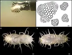 Oneirophanta cf. mutabilis