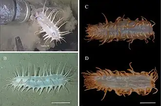 Oneirophanta lucerna