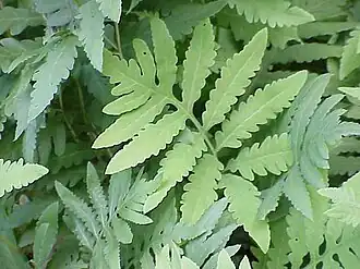 Description de cette image, également commentée ci-après