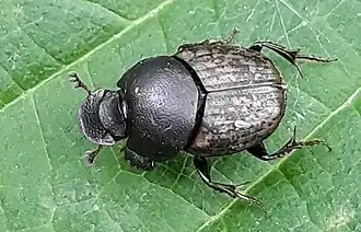 Description de l'image Onthophagus fracticornis.jpg.