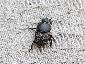 Description de l'image Onthophagus nuchicornis 01.jpg.