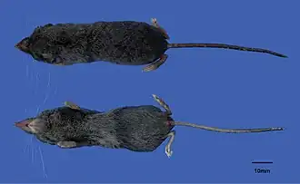 Description de l'image Oo 637968.jpg.