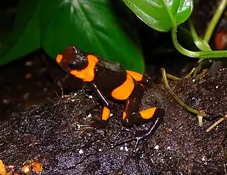 Description de l'image Oophaga lehmanni.jpg.