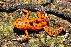 Femelle Oophaga pumilio transportant 2 têtards