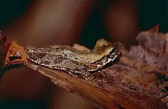 Description de l'image Oophagous Slender-legged Treefrog (Osteocephalus oophagus) (10510979195).jpg.