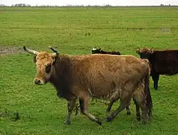 photo couleur d'une vache brun fauve à mufle sombre cerclé de clair et tour des yeux sombre. Elle a un long pelage épais et de longues cornes en croissant vers l'avant. À l'arrière-plan deux vaches sont brun sombre.
