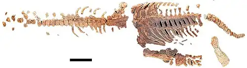 Squelette postcrânien partiel d'Opallionectes andamookaensis (SAMA P24560 ; holotype) en vue dorsale. Échelle = 30 cm.