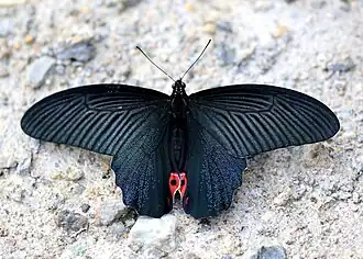 Description de cette image, également commentée ci-après