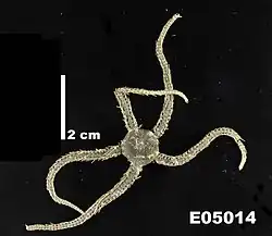 Ophiacantha bidentata (USNM)