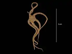 Ophiacantha cosmica (USNM)