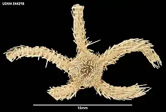 Ophiacantha densispina (USNM)