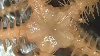 Ophiacantha enopla (NMNH)