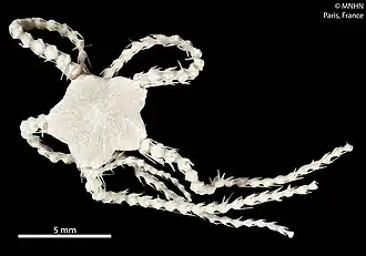 Ophiacantha renekoehleri (MNHN)