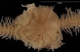 Ophiosabine vivipara.