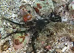 Ophiarachnella gorgonia