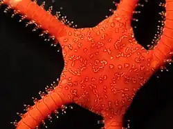 Ophiarachnella snelliusi.