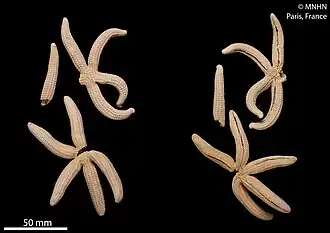 Ophidiaster chinensis (MNHN)