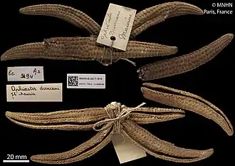 Spécimen holotype du MNHN.