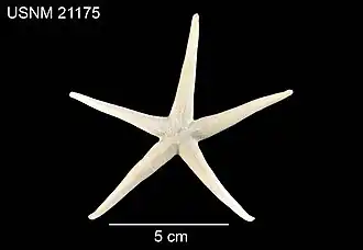 Tamaria scleroderma (USNM)