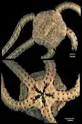 Ophiernus quadrispinus.