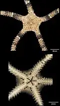 Ophiochaeta hirsuta (détails).