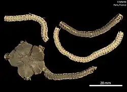 Ophiochiton ambulator