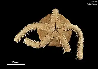 Ophiochiton fastigatus (face orale)