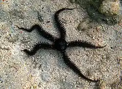 Ophiocoma cynthiae, une Ophiocomidae.