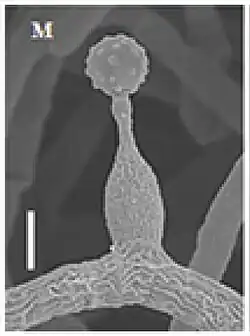 Phialide d'Ophiocordyceps termiticola.