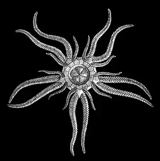 Dessin d'Ophiocistioidea.