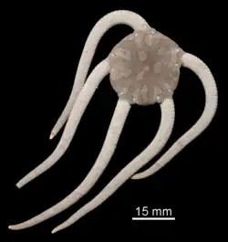 Ophioderma aija