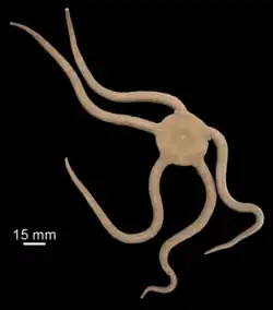 Ophioderma bichi