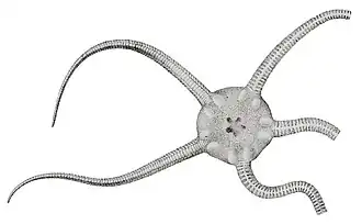 Ophioderma hauchecorni (dessin d'après fossile)