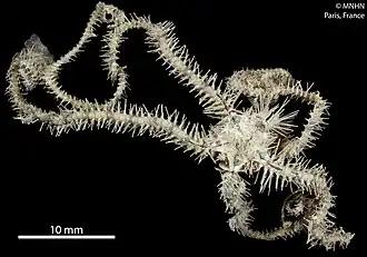 Ophiogymna pulchella (MNHN).