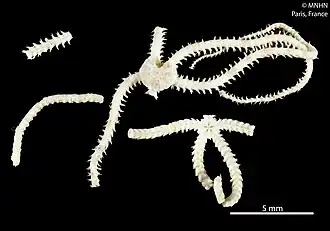 Ophiohamus nanus (MNHN).