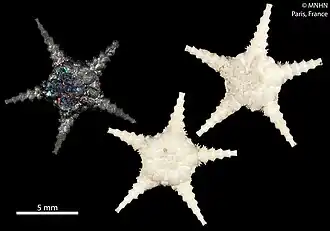 Ophiomisidium crosnieri (spécimen de muséum du MNHN).