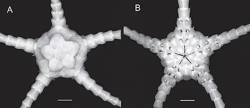 Ophiomisidium tommasii