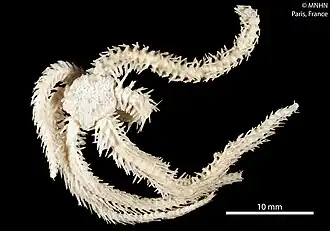 Ophiomitrella mensa (MNHN).