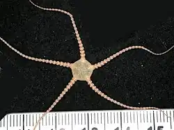 Ophiomusa anisacantha.