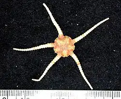 Ophiomusa scalare.