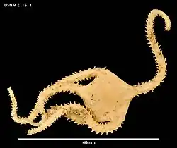 Ophiomyxa vivipara (USNM)