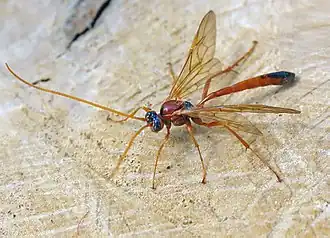 Description de l'image Ophion_ventricosus01.jpg.