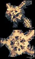 Ophionephthys lowelli