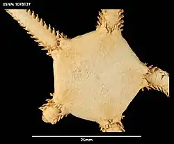 Ophioperla koehleri (USNM).