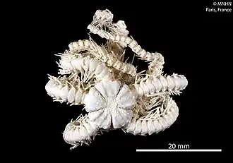 Ophioplinthaca incisa (MNHN).