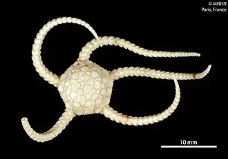 Ophioplinthus martensi (MNHN)