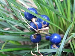 Grappes de graines rondes, bleues