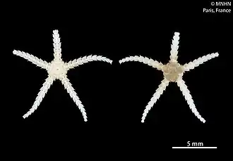 Ophiopyrgus biocalae (Ophiopyrgidae).