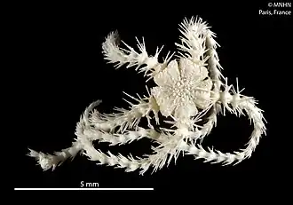 Ophiothamnus biocal.